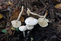 Hygrophorus cossus